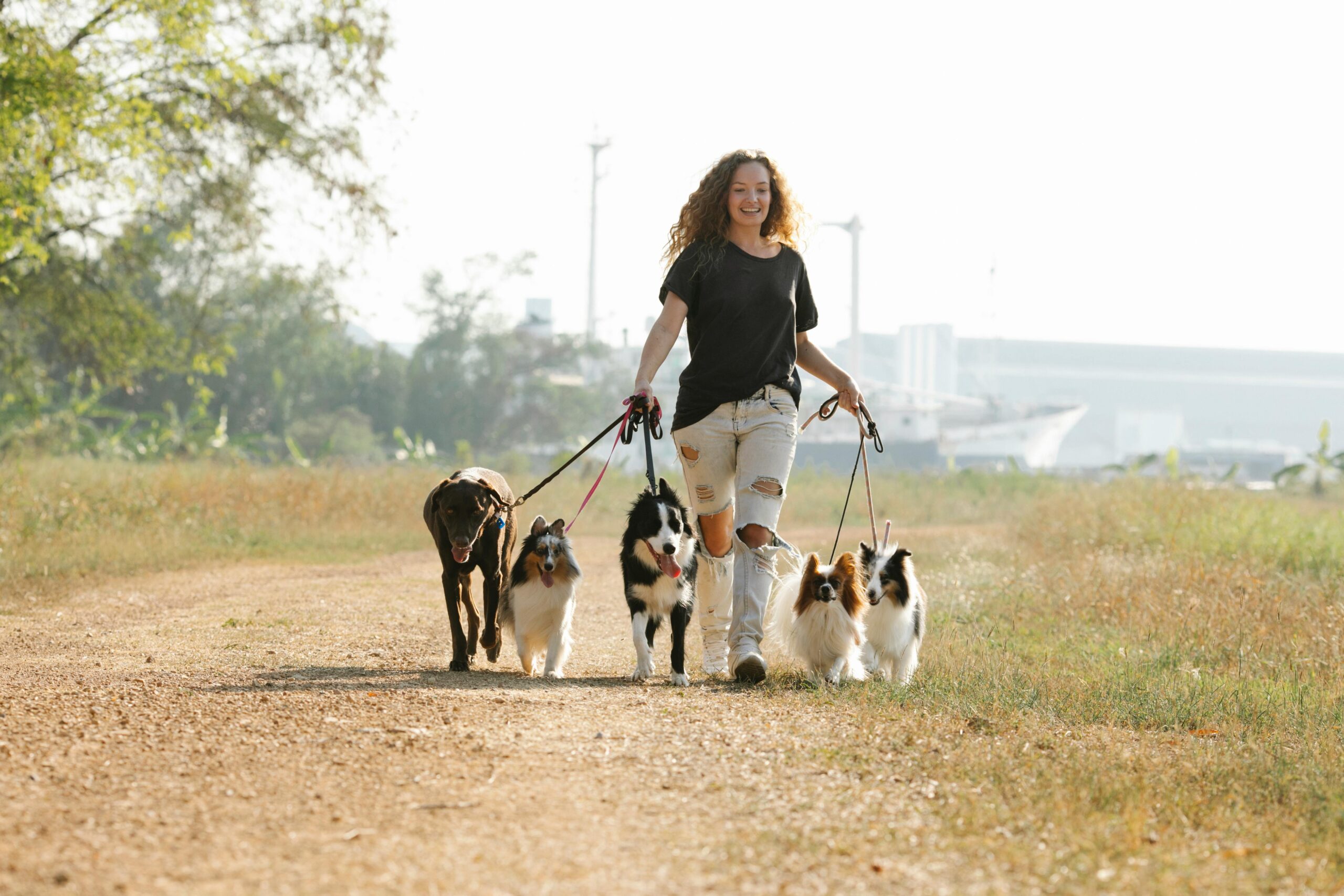 Descubra como ganhar dinheiro passeando com cães